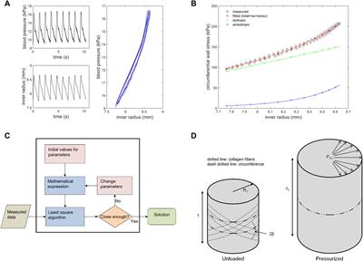 An in vivo study of isotropic and anisotropic wall stress in a hyperelastic holzapfel-gasser-ogden model in the human abdominal aorta: Effects of age and sex